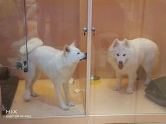 -Pets First伊珊娜洗护·精致美容·家庭式寄养(新会路店)
