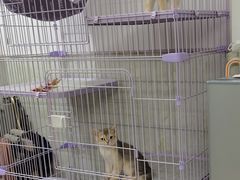 -lincat·猫舍(广州店)