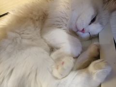 -瞄一喵猫咖(格力海岸店)