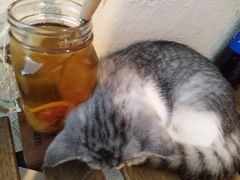 -猫友咖啡店(玉林西路店)