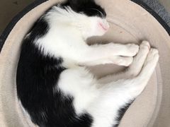 -有猫主题·治愈系猫咖(曾厝垵店)