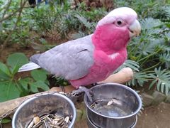 -南宫五洲植物乐园