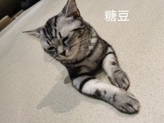 -藏猫猫咖啡主题馆(中央大道店)