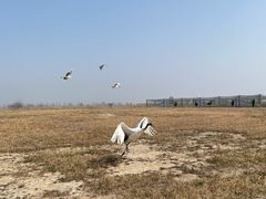 -盐城丹顶鹤湿地生态旅游区