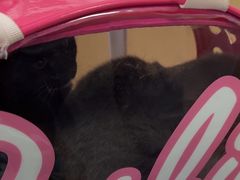 -宠颐生猫科·内科皮肤科(西平世纪城店)