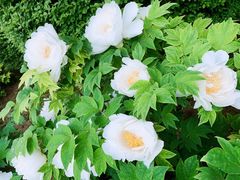 -洛阳市隋唐城遗址植物园