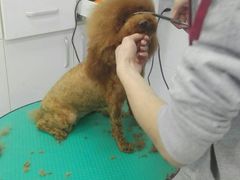 -欧奕国际动物医院