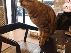 -猫友咖啡店(玉林西路店)