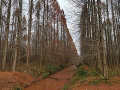 -东平国家森林公园