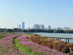 -海珠湖公园