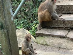 -黔灵山公园