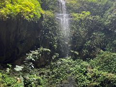 -莫里热带雨林景区