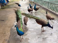 -泉州海丝野生动物世界