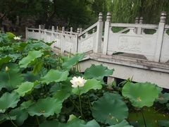 -莲湖公园
