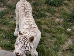 -上海野生动物园