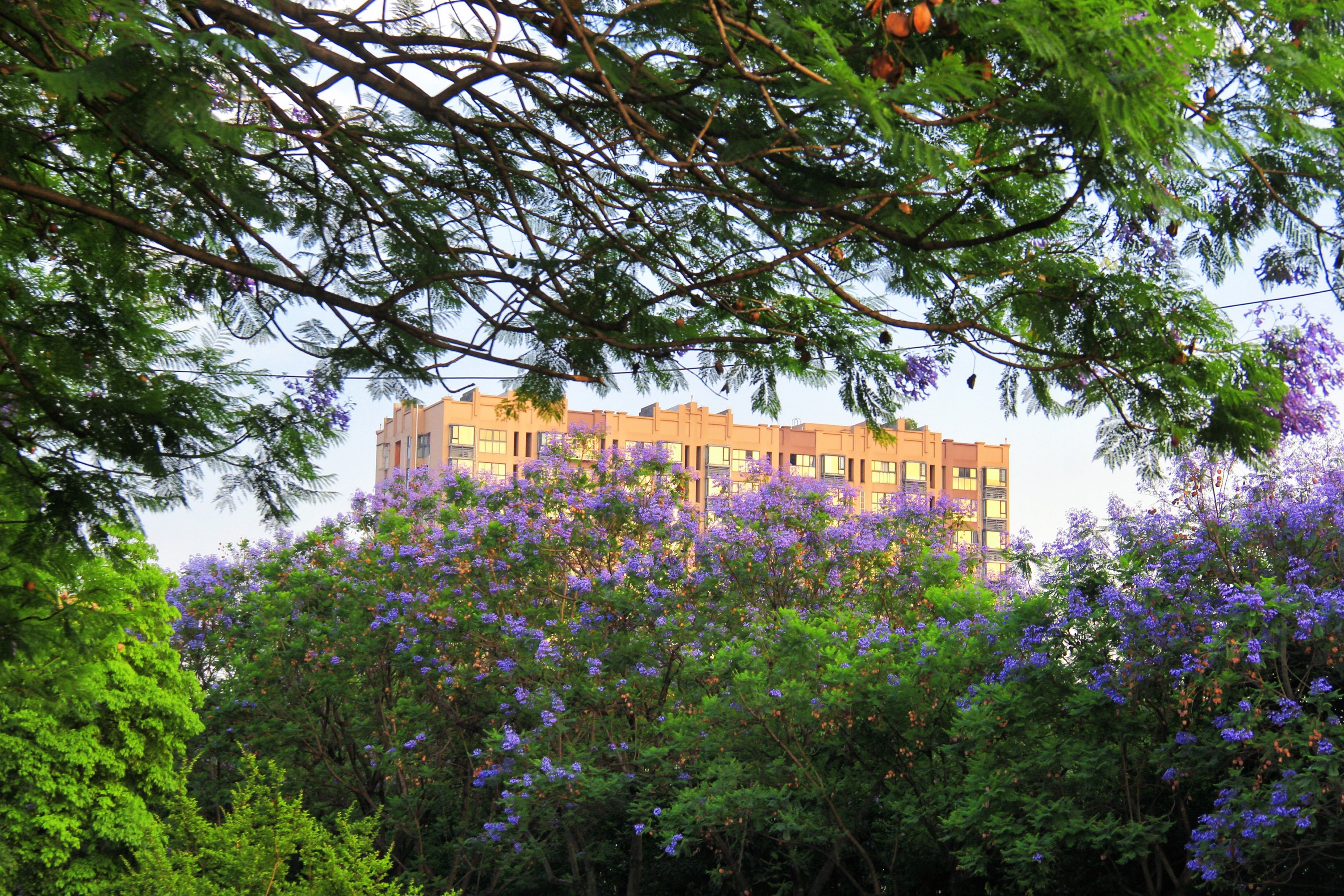 救命🆘|武晋路蓝花楹也太好拍了吧