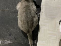 -何师烧烤(龙游路西段店)