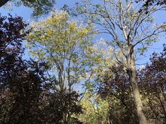 -昆山城市生态森林公园