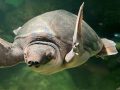 -上海海洋水族馆