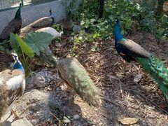 -瑞丽独树成林风景区