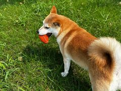 -宠宠熊宠物美容(星湖街店)