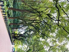 -上海共青森林公园