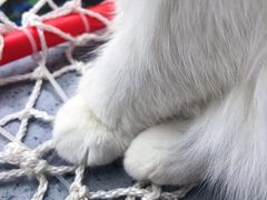 -喵屿·大理花园猫咖