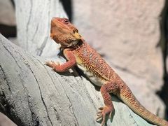 -帕帕拉兹宠物(亚洲旗舰店)