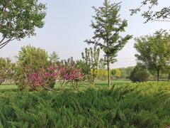 -将府公园