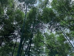 -蜀南竹海景区