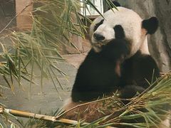 -安吉竹博园