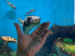 -合肥海洋世界