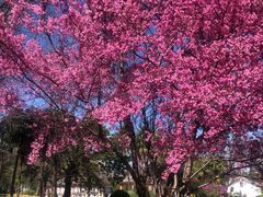 -崇圣寺三塔文化旅游区