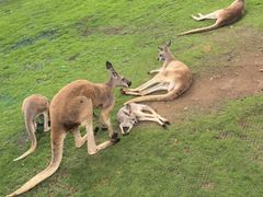 -西霞口神雕山野生动物世界