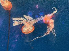 -正佳极地海洋世界
