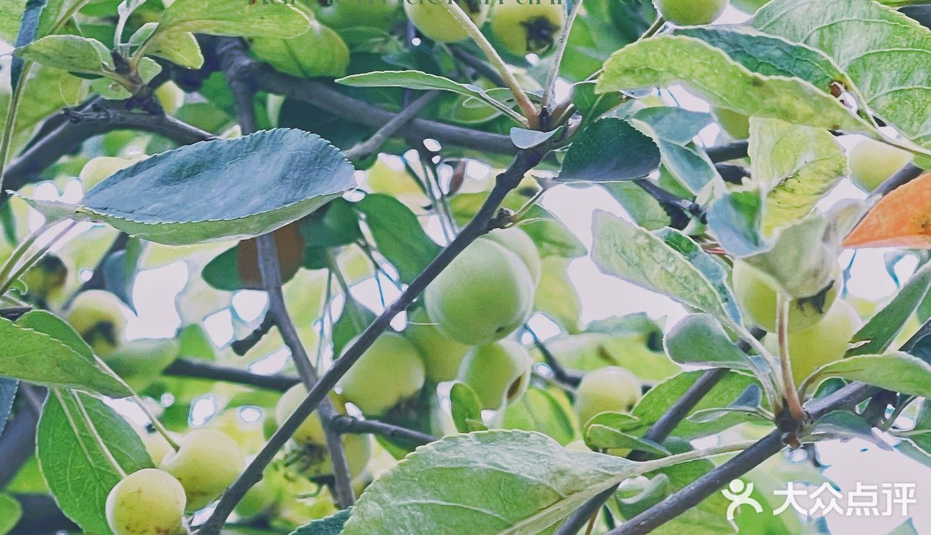 成都|遛娃|拍照📷|约会还不知道去哪吗？塔子山⛲️公园