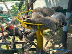 -西霞口神雕山野生动物世界