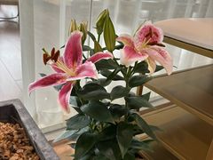 -東豫狼烧烤. 碳火烤鱼. 小龙虾(上海首店)