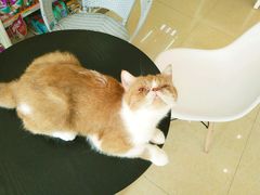 -瑞鹏宠物医院·骨科·猫科·内科(第一中心)