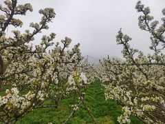 -树山生态村
