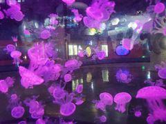 -烟台海昌鲸鲨海洋公园