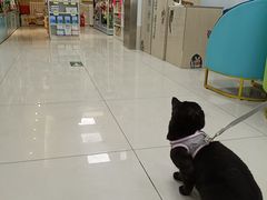 -北京观赏动物医院·24小时大型综合·猫专科·异宠专科