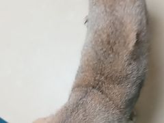 -宠颐生宠物医院外科·内科·皮肤科·影像科(石龙店)
