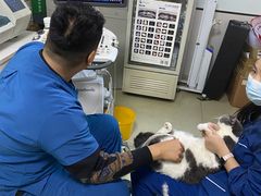 -美联众合宠物医院·爱萌分院·内外科·猫科中心