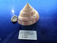 -贝壳王国博物馆