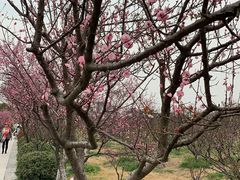 -林屋梅海青梅保护基地