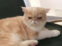 -飞行喵MR PILOT|猫舍·猫咖(静安大融城店)