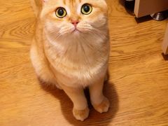 -欣宠猫屋·矮脚拿破仑·蓝金金渐层