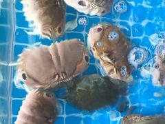 -南蚝小贝海鲜特色餐厅(南澳岛店)