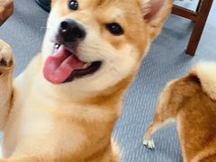 -柴源莊·柴小宠柴犬咖啡